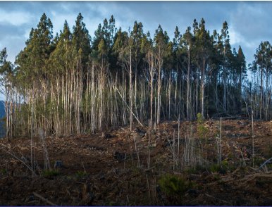 BluSky Carbon подписала соглашение о предоставлении основных услуг с Scotia BioChar