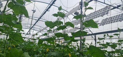 Regace покажет систему слежения за солнцем для агровольтаики