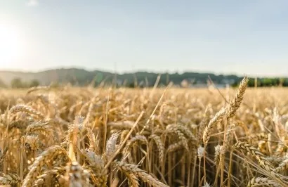 В Пенджабе открыт крупнейший завод биотоплива из стерни