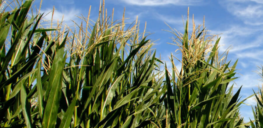 a53e5d3d0da099caecd288cdc4d45bec