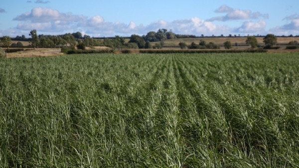 d0fed95e18be7ab692d6e8bb2c8bce49